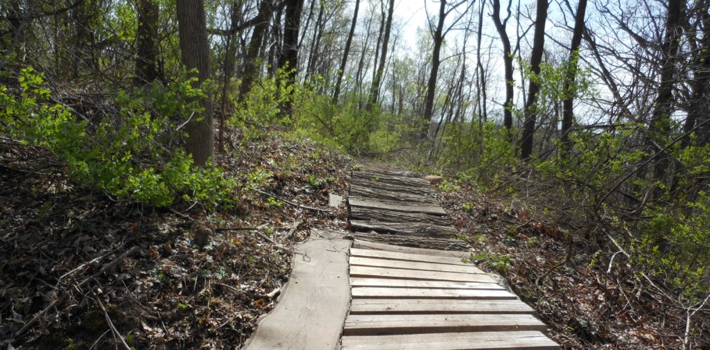 A wooden walking path in the woods